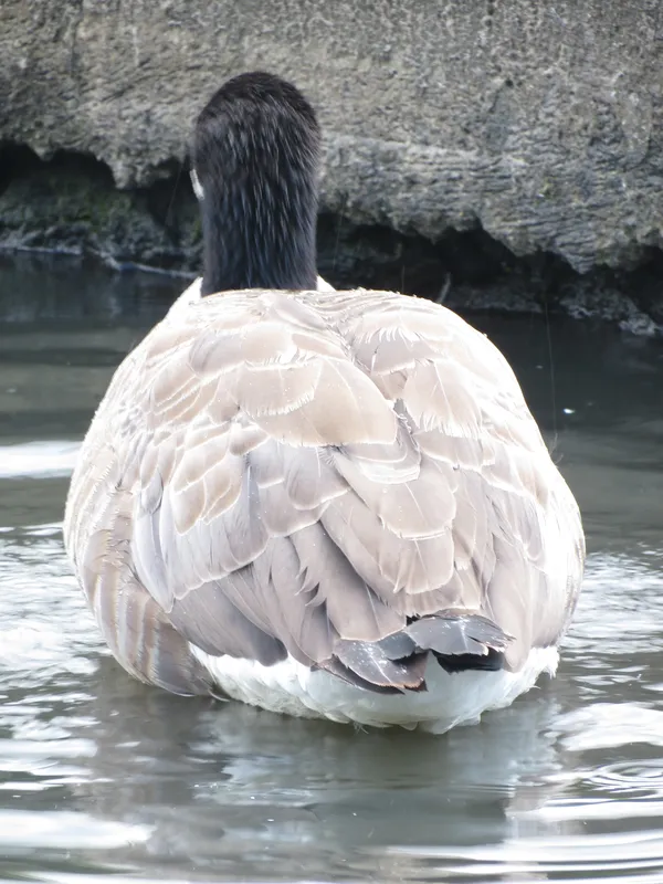 Ground bound goose thumbnail