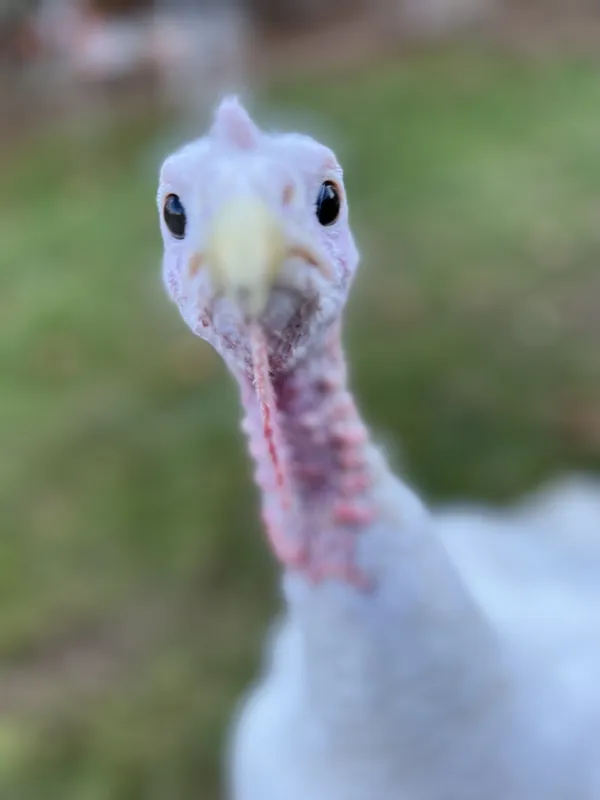 Choosing a turkey for Thanksgiving thumbnail