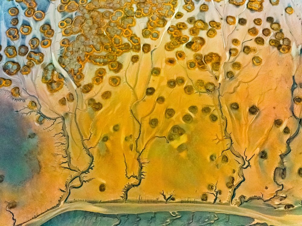 Tidal Tree | Smithsonian Photo Contest | Smithsonian Magazine