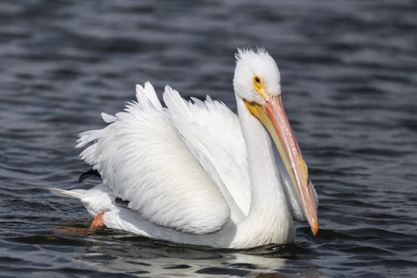 White American Pelican thumbnail