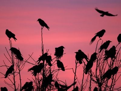 Crows congregate in&nbsp;Delano, California, in 2014. The birds tend to gether in urban areas, prompting some city officials&mdash;spanning New York, Illinois and Oregon&mdash;to try to disperse them.