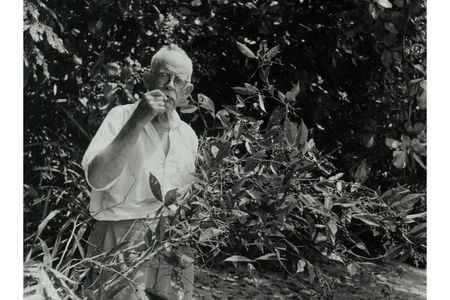 David Fairchild in 1940, tasting the fruit of an antidesma tree in Indonesia.