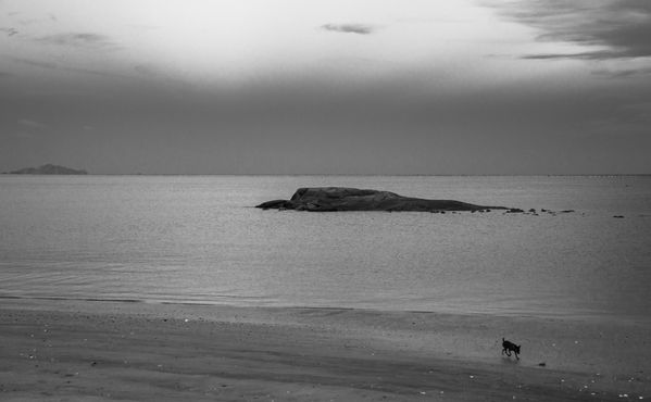 By the sea in Shandong, China, I met a lonely dog。 thumbnail