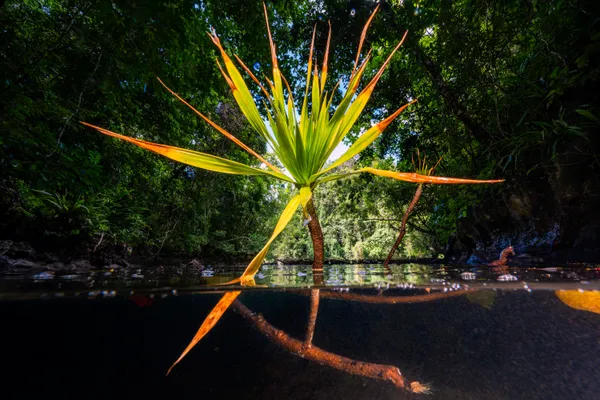 Jungle Aquatica thumbnail