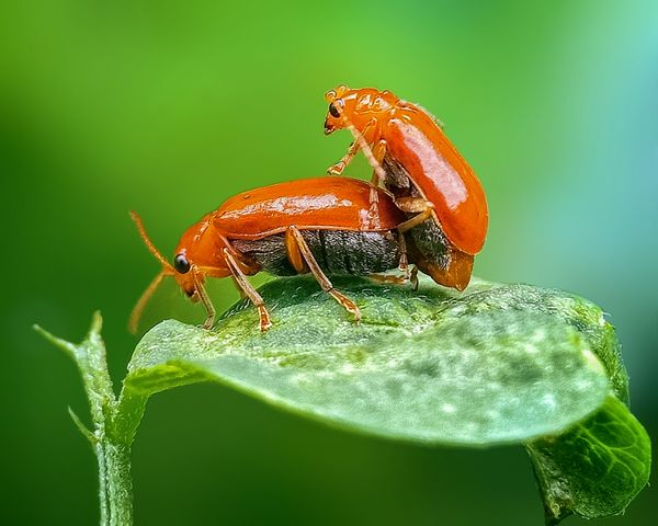 Red pumpkin beetles thumbnail
