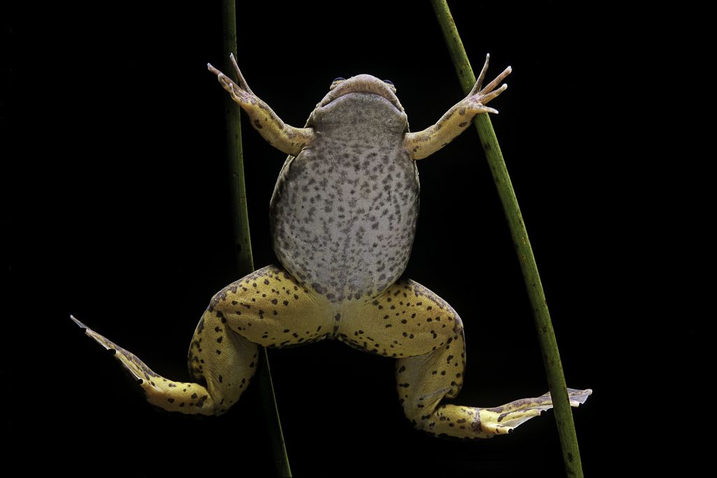 the underside of a spotted yellow frog called an African clawed frog against a black background