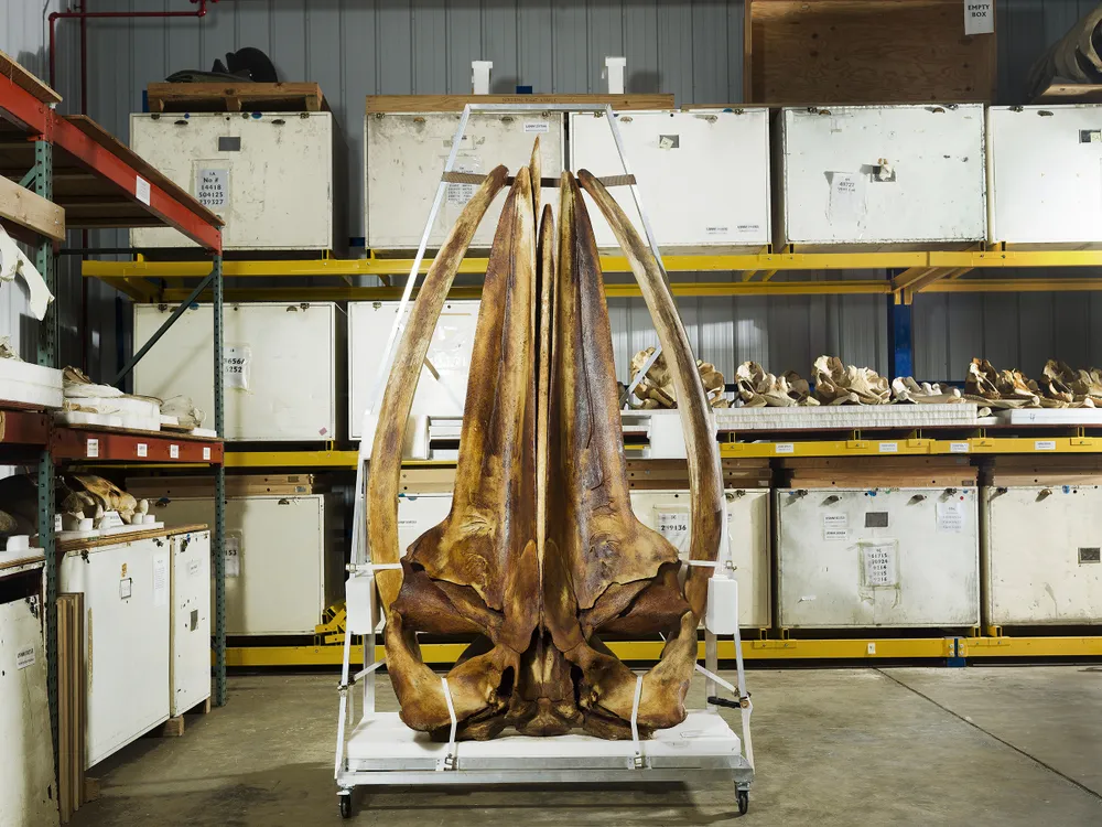 Whale skull