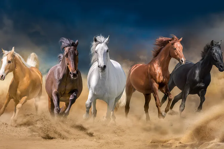 Once treated by humans as prey, horses became key to transportation, warfare, trade and companionship. Their history is intertwined with our own.