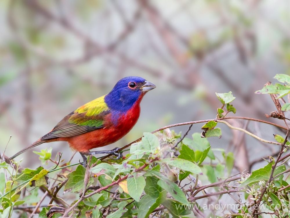 A painted bunting perched on a shrub. It has a red belly, bright blue head, yellow at the top of its back and green along its wings. 