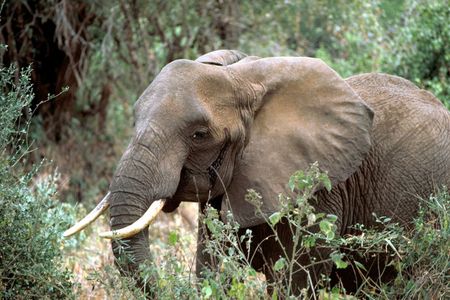 An African elephant in Tanzania.