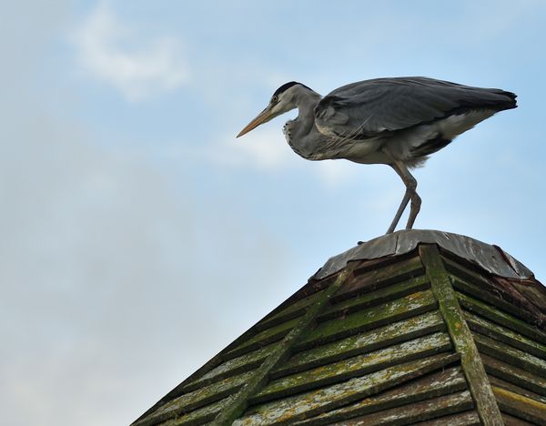 Heron on a Roof thumbnail