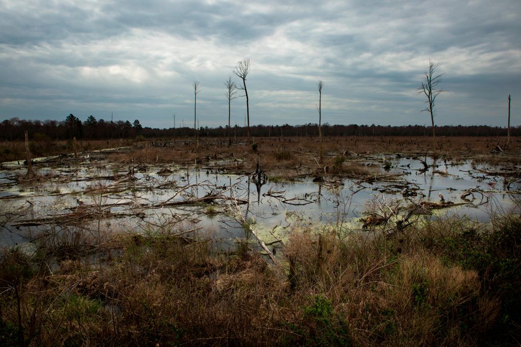 Great Dismal Swamp