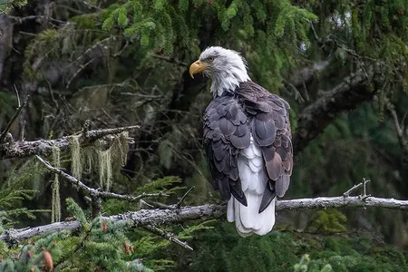 The area is home to about 500 residential eagles that attract visitors year-round, most especially in the fall when migrating birds up the count to historic highs of 3,000.