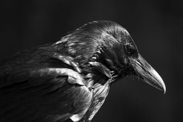 A Raven Shines in the Sunlight thumbnail