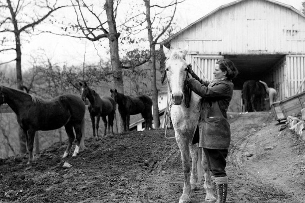 A courier cares for one of the FNS' horses