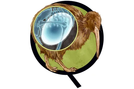 The North Island brown kiwi is a flightless, nocturnal bird that lays the biggest egg relative to its body size.