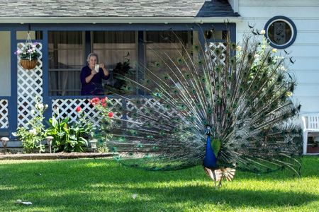 A Pasadena resident photographs a peacock as it spreads out its tail feathers on the front lawn of her home in 2021.