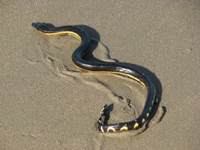 A yellow-bellied sea snake stranded on a beach in Costa Rica. 