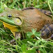 This Deadly Shellfish Poisoning Has No Antidote. A Protein Found in American Bullfrogs Could Change That