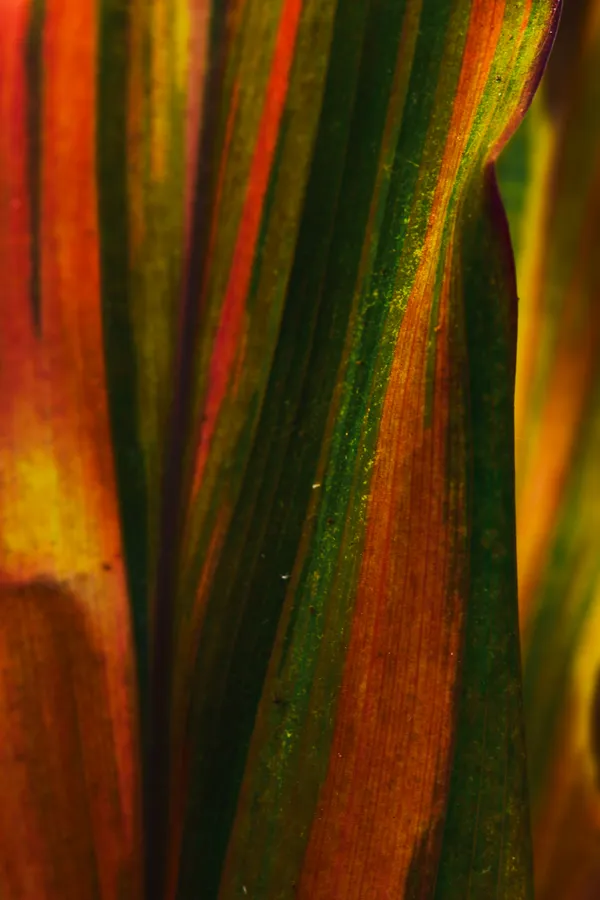 Chromatic Leafscape thumbnail