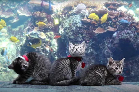 The Atlanta Humane Society has taken some of their kittens and puppies to the Georgia Aquarium to get a break from quarantine.