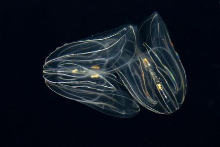 Are creatures like this at the bottom of animals' family tree? 