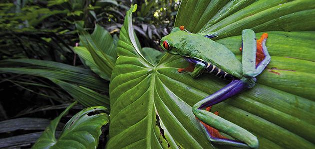 Red eyed tree frog