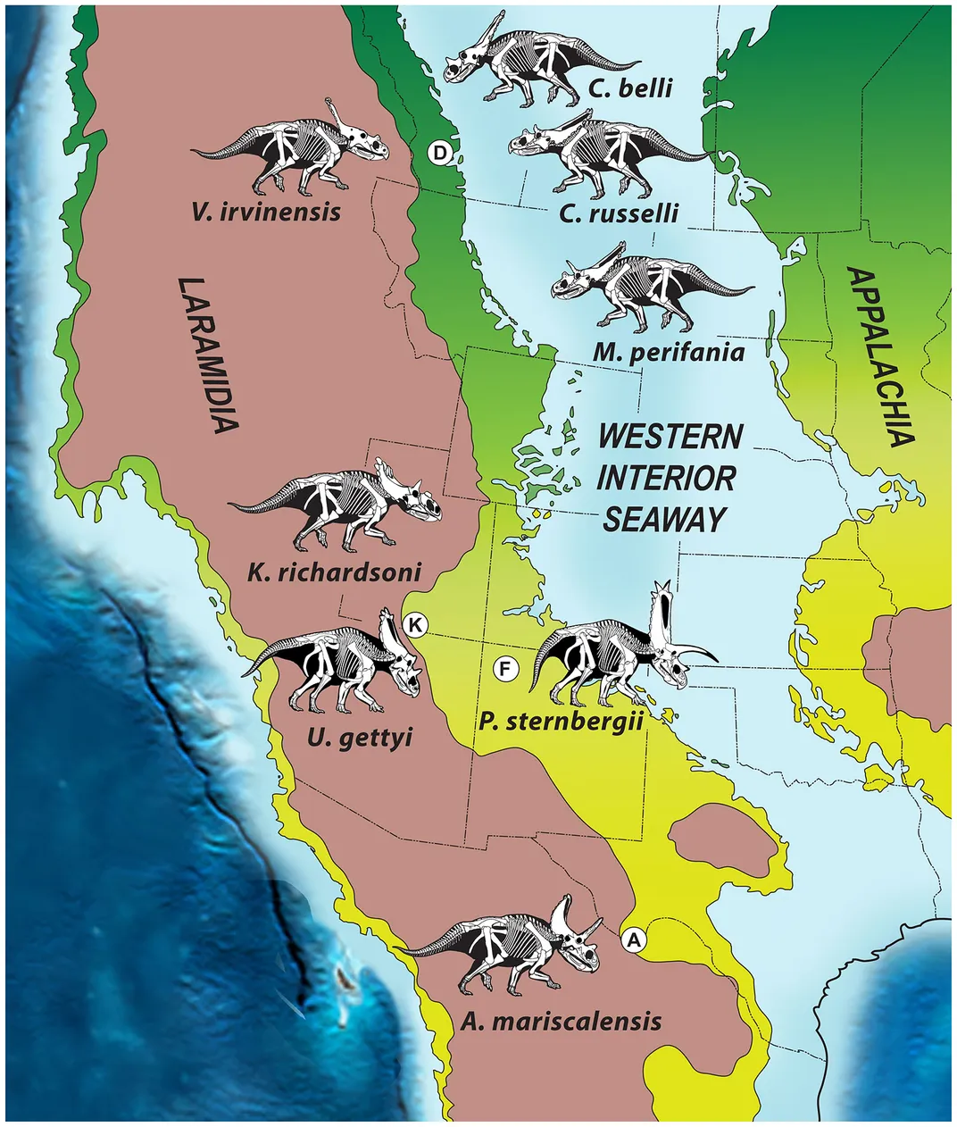 Horned Dinosaurs