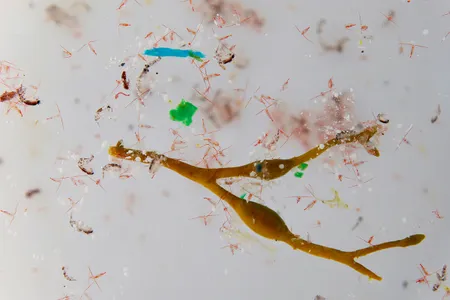 Microplastics mixed in with plankton from an Arctic Ocean sample