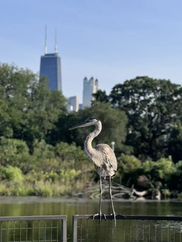 City Heron thumbnail