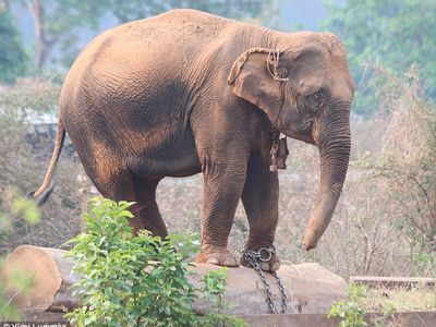 Wild-caught elephants live shorter lives and reproduce poorly in captivity
