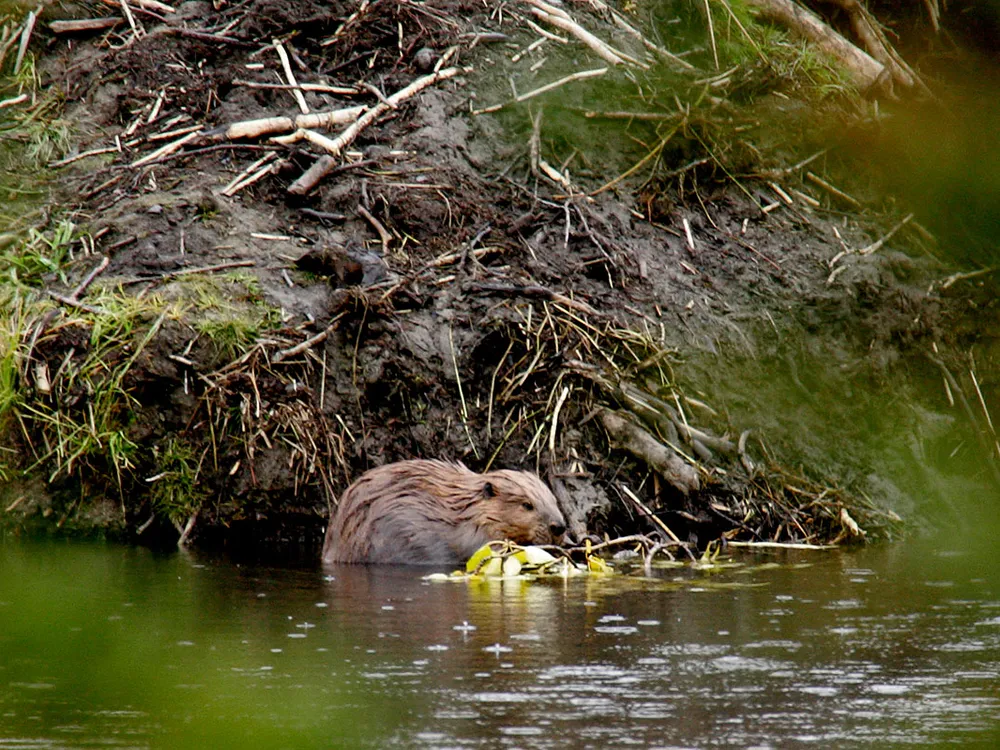 A beaver sits in the water in front of a wall of mud. It's gnawing on a stick, and mud, roots and vegetation surround the water.