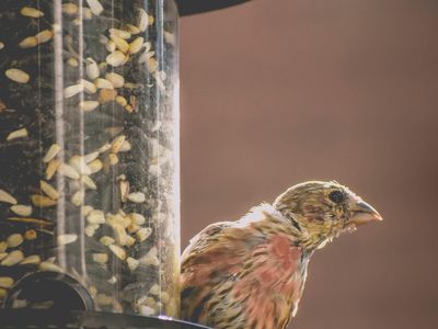 Wildlife officials in some states are saying it is okay to feed songbirds again now that the mysterious illness is abating.
