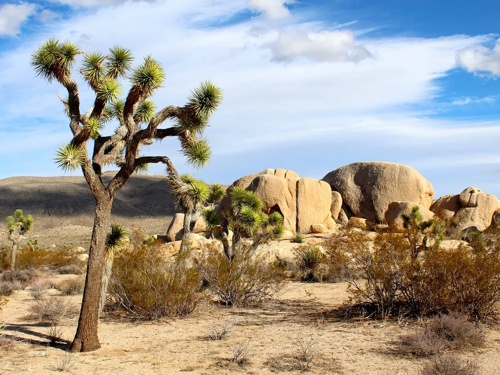 A Joshua tree stands tall in the desert in front of a blue sky 
