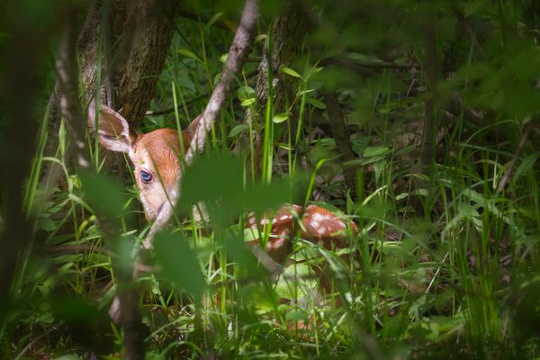 Blue-eyed Fawn's Hideout thumbnail