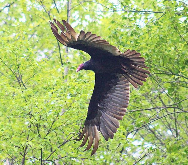 A Turkey Vulture in flight. thumbnail