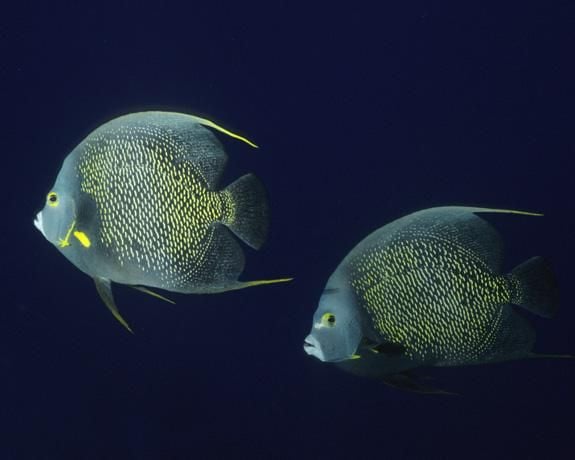 A pair of French angelfish off the coast of Brazil.