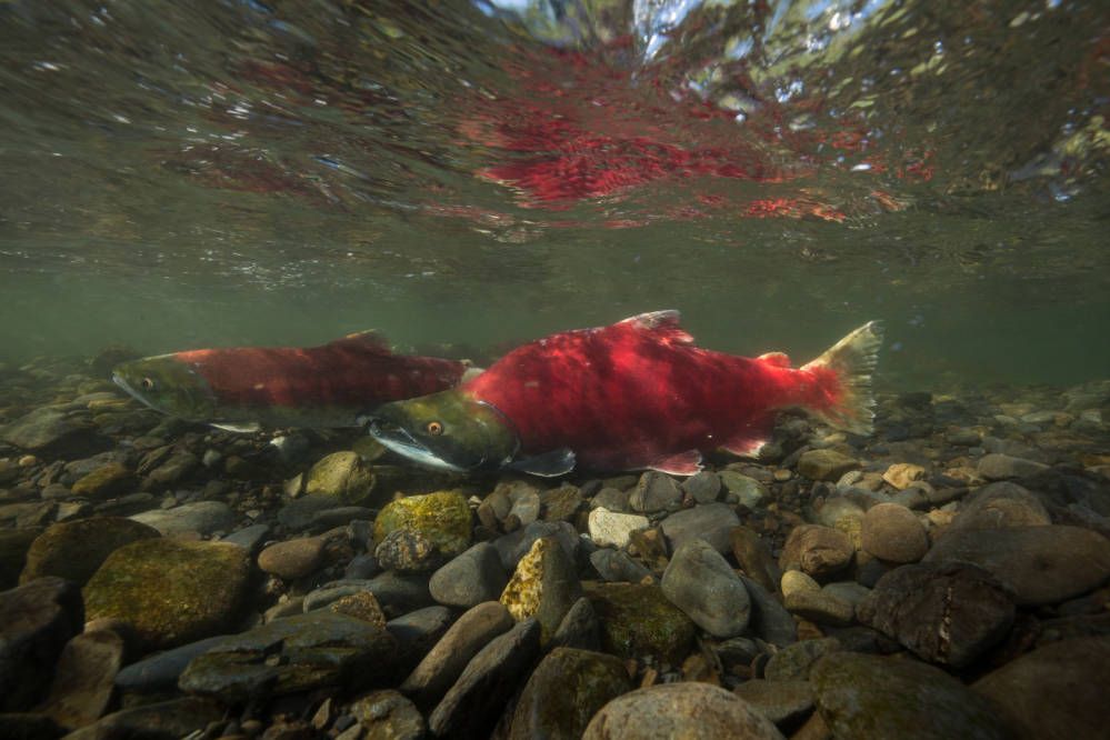 Two sockeye salmon in shallow water above rocks.