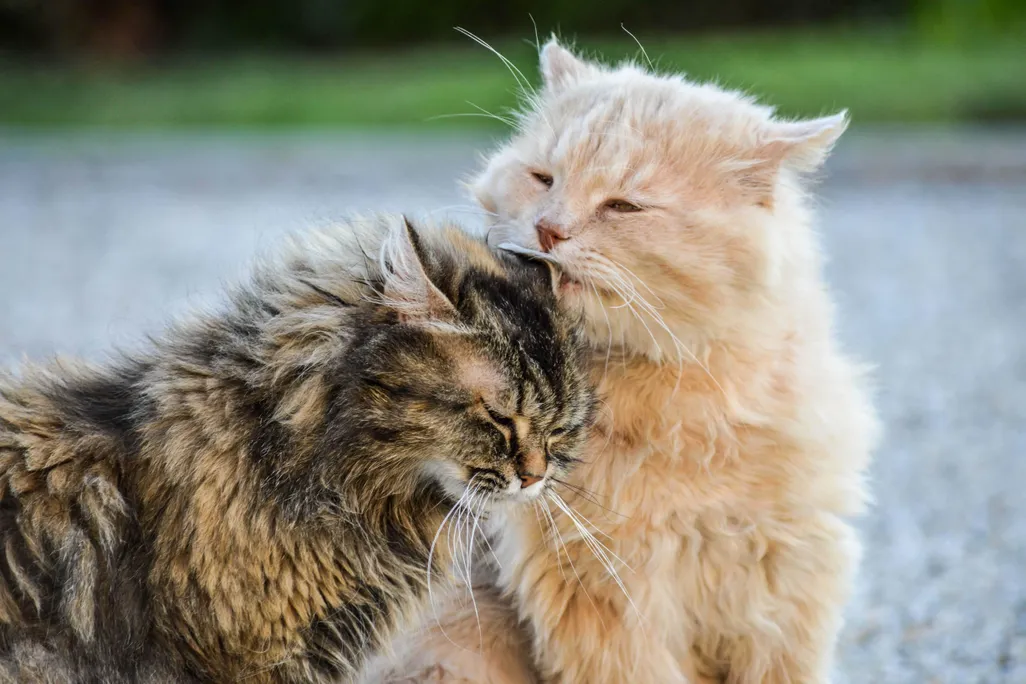 an orange cat licking another cat