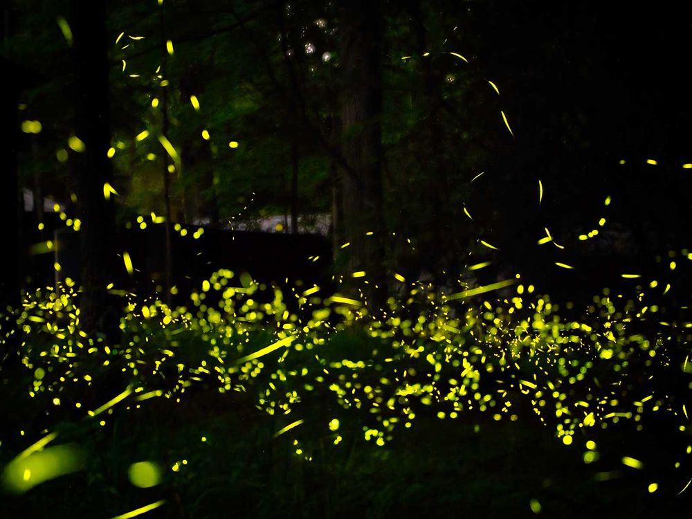 Some fireflies can flash in unison, and scientists are trying to figure out  how