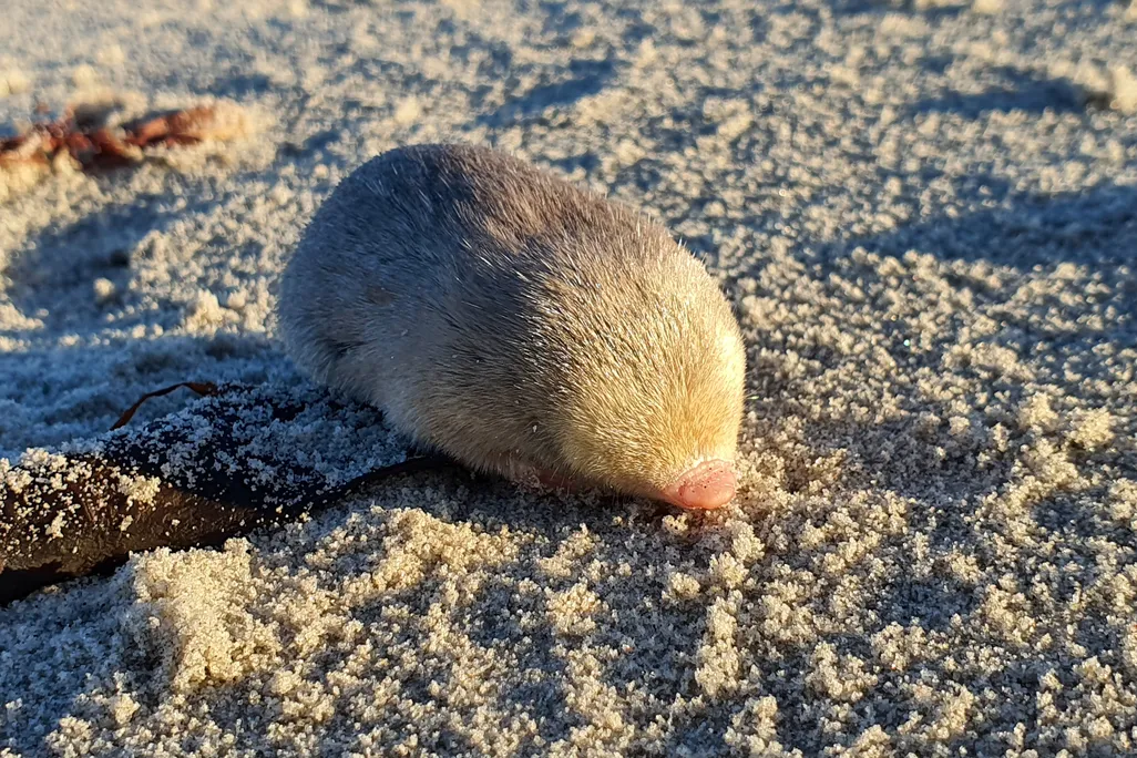 A golden mole sits on the sand