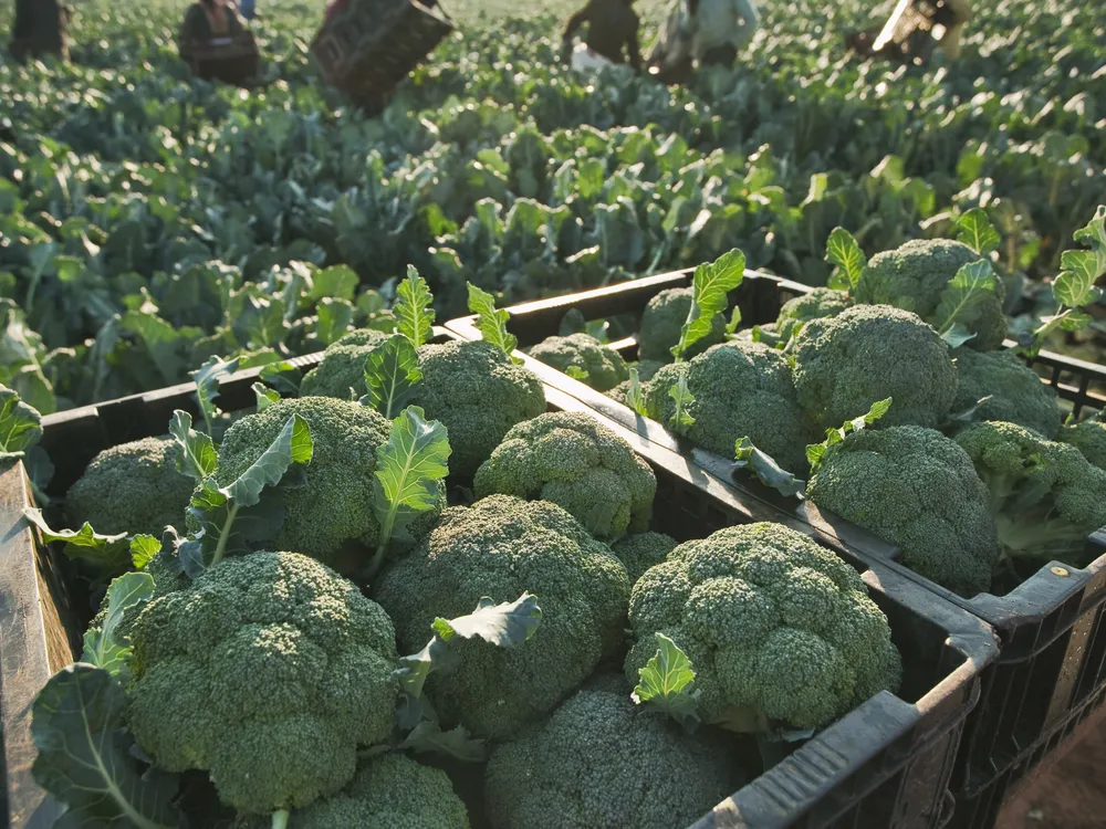 Crates of broccoli