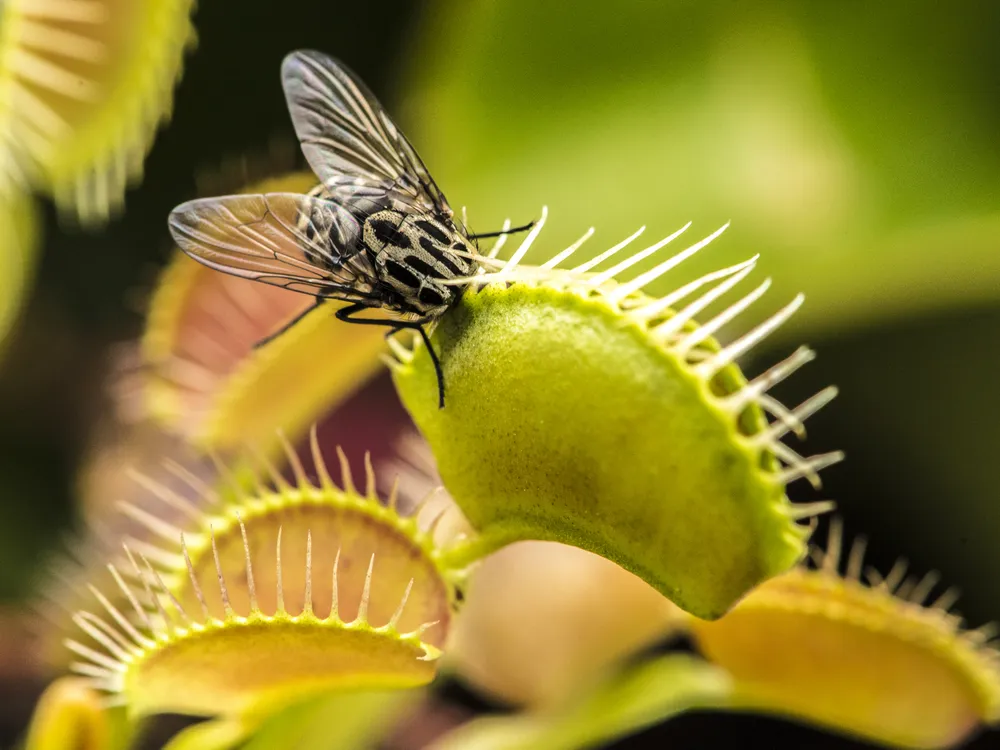 Insect perching on a Venus flytrap
