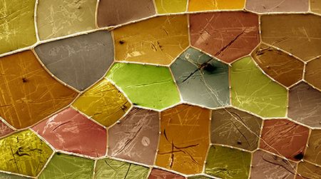 You might be curious, is this something macroscopic or microscopic? It’s actually the wing of a green darner dragonfly, as seen through a scanning electron microscope.