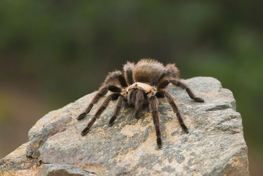 Spider