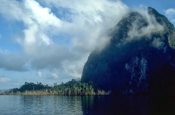 Water submerged tracts of this Thai forest, cutting off one part from another and creating forest islands.