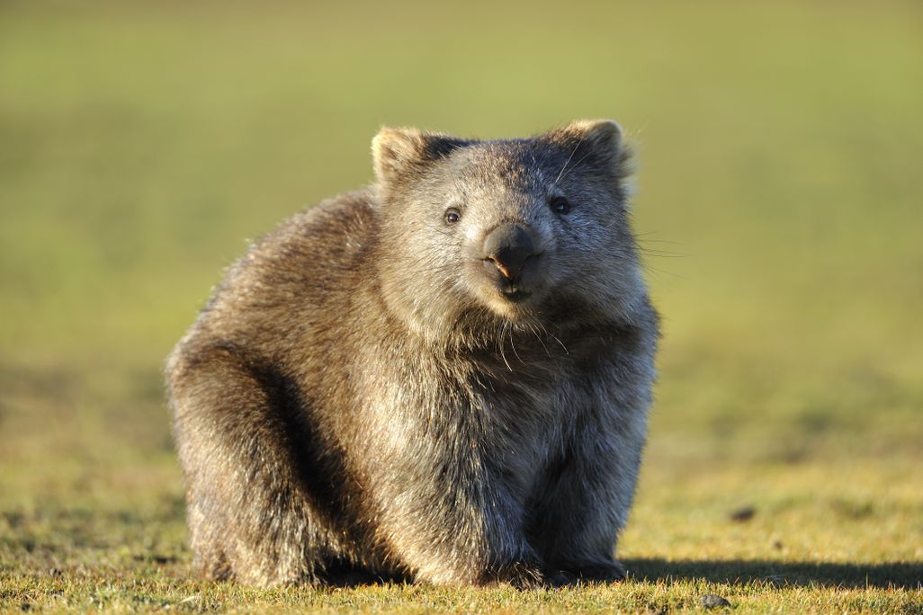 A wombat standing in short grass