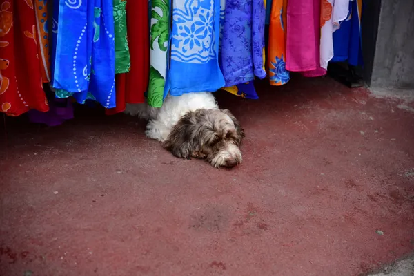 A dog and a row of clothes thumbnail