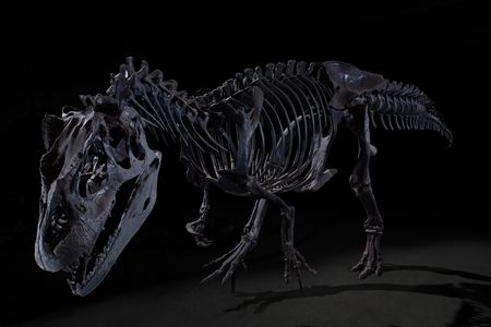 The ecology of the meat-eaters like Allosaurus fragilis  were likely threatened by the decline of the plant-eating dinosaurs, making the "perfect storm" for a mass extinction