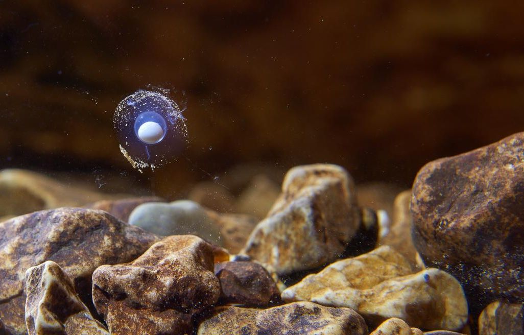 olm egg
